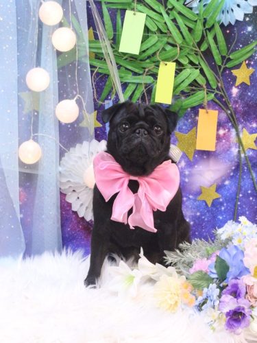 20250705ブブちゃん